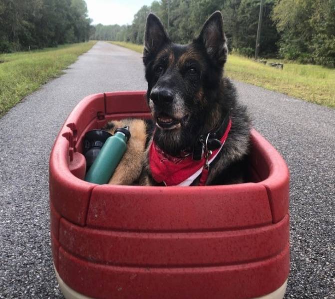 Our Pets Are Closer To Us Than We Might Think
