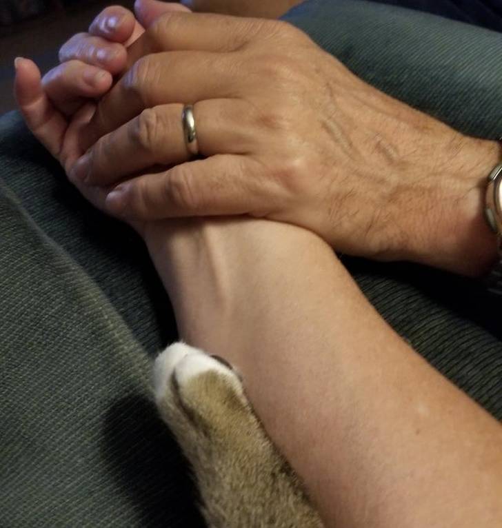 Our Pets Are Closer To Us Than We Might Think