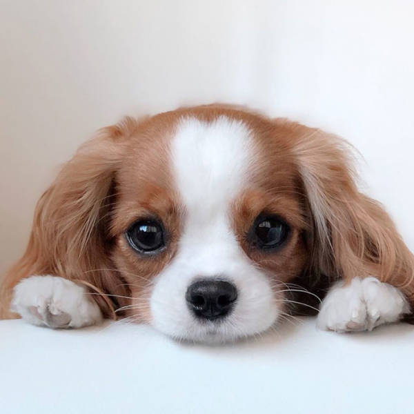 This Tiny Adorable Puppy Is Actually A Fully Grown Dog!