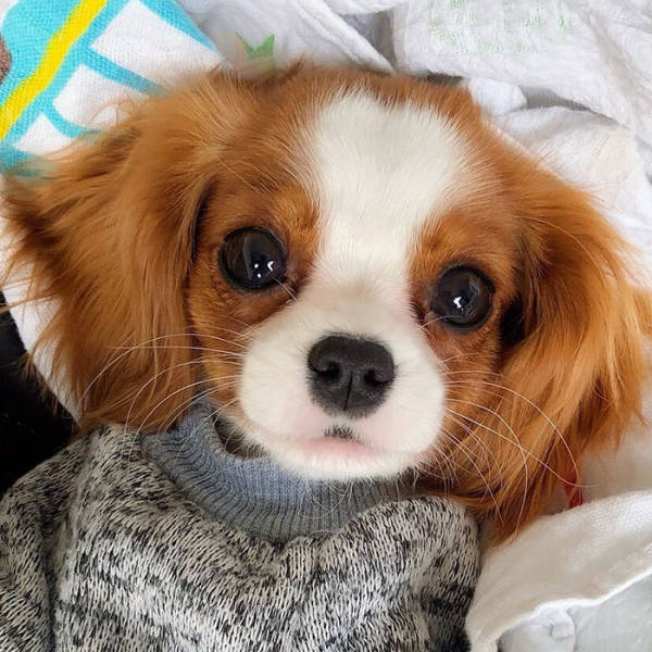 This Tiny Adorable Puppy Is Actually A Fully Grown Dog!
