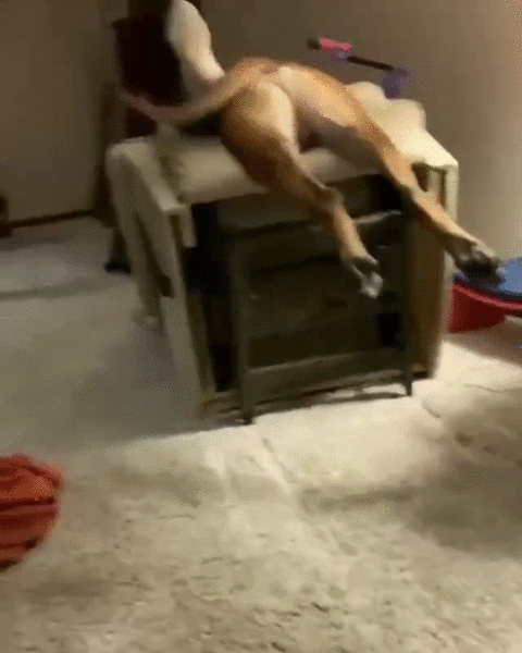 Our Pets Are Closer To Us Than We Might Think