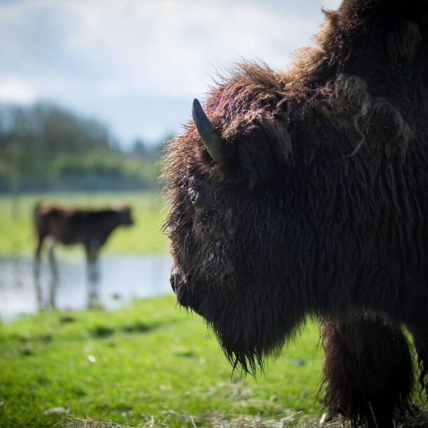 A Story About A Blind Bison, Helen, Who Met Oliver