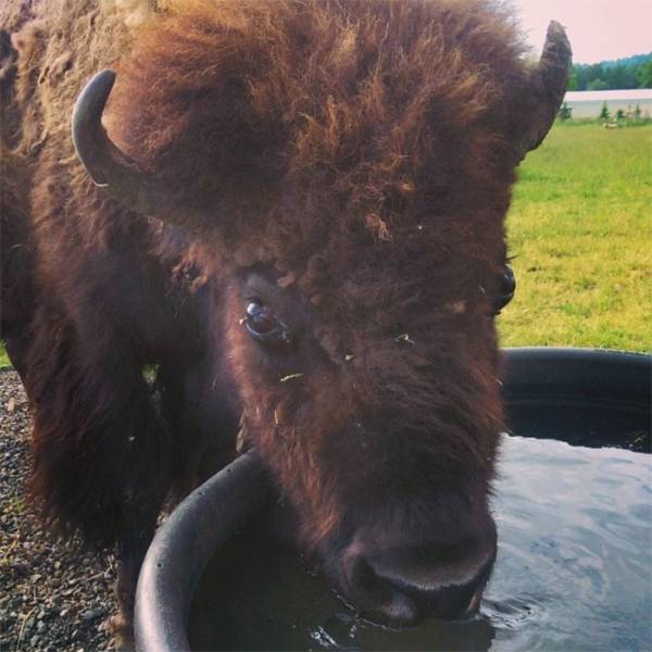 A Story About A Blind Bison, Helen, Who Met Oliver