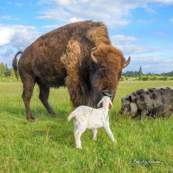 A Story About A Blind Bison, Helen, Who Met Oliver