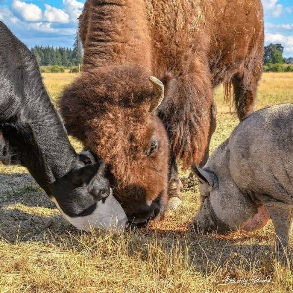 A Story About A Blind Bison, Helen, Who Met Oliver