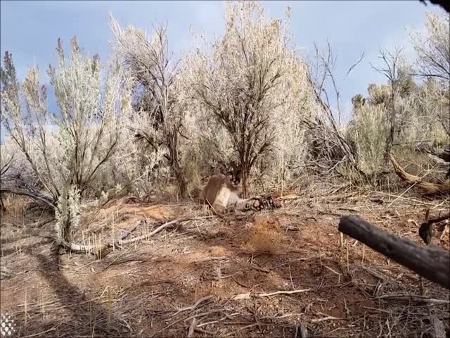 Saving A Trapped Cougar