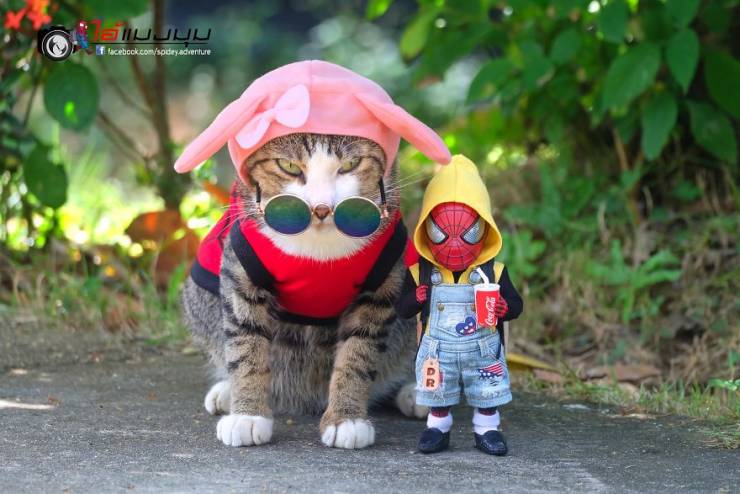 Adventures Of Baby Spiderman Among Cats