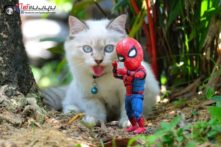 Adventures Of Baby Spiderman Among Cats