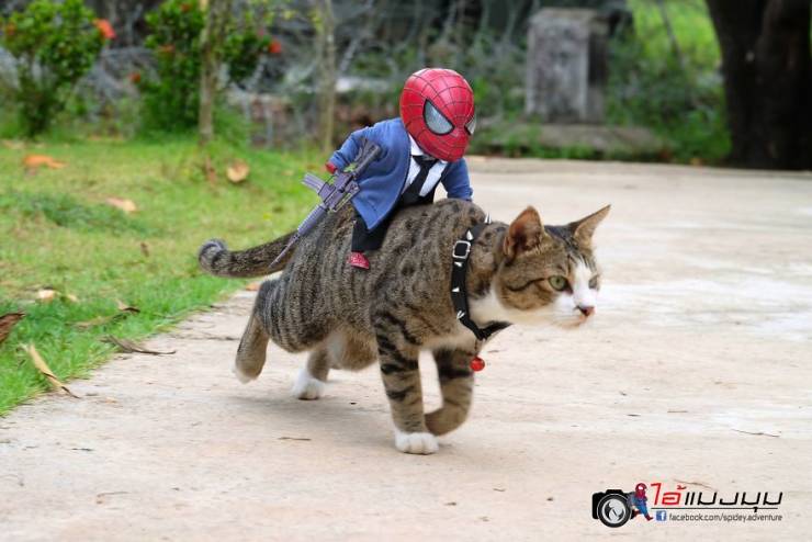 Adventures Of Baby Spiderman Among Cats