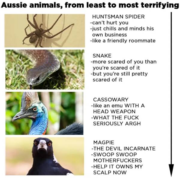 Best Upside-Down Aussie Memes