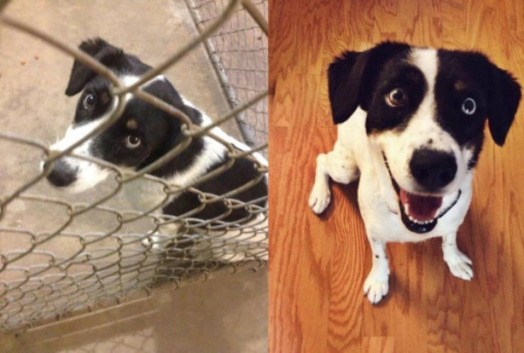 You Can’t Just Look At Dogs Before And After Adoption Without Feeling Anything