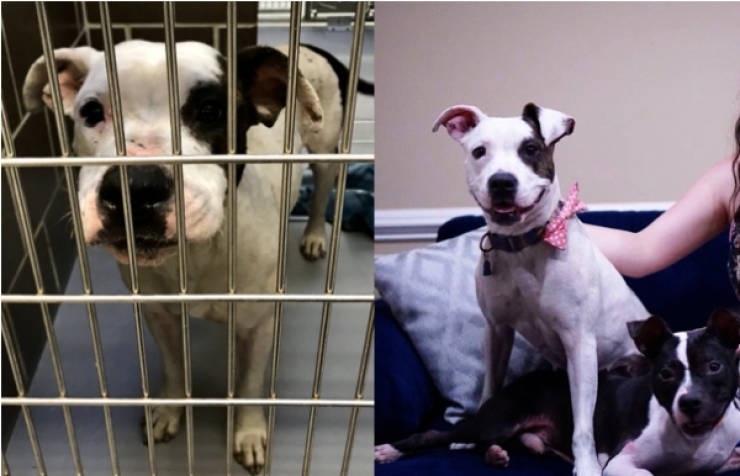 You Can’t Just Look At Dogs Before And After Adoption Without Feeling Anything