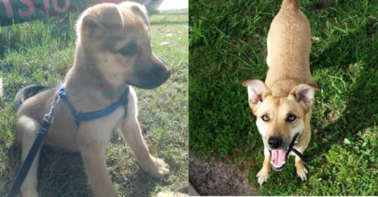You Can’t Just Look At Dogs Before And After Adoption Without Feeling Anything