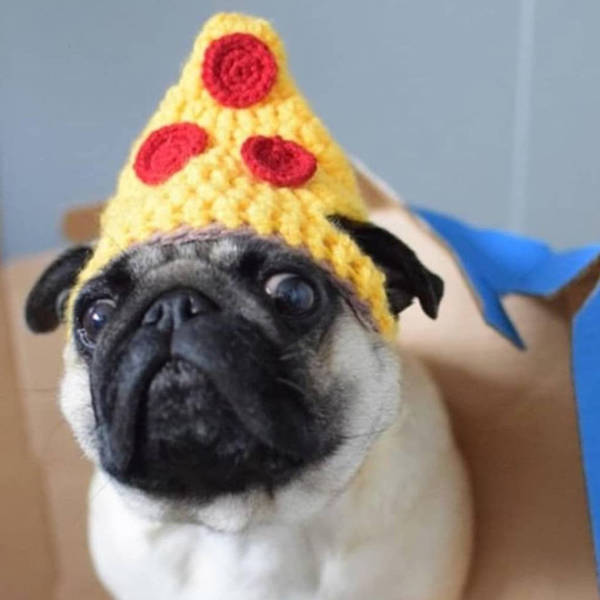 Crocheted Pet Hats Are The Best!