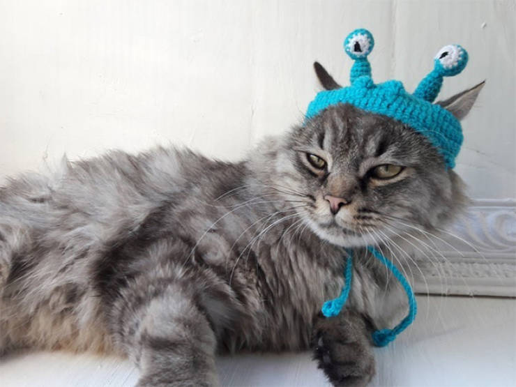 Crocheted Pet Hats Are The Best!