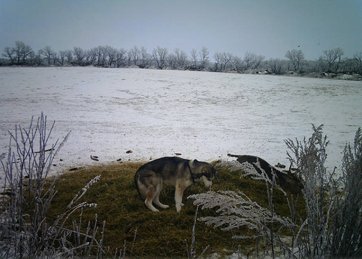 Husky Runs Away, Is Found With A New Friend Later