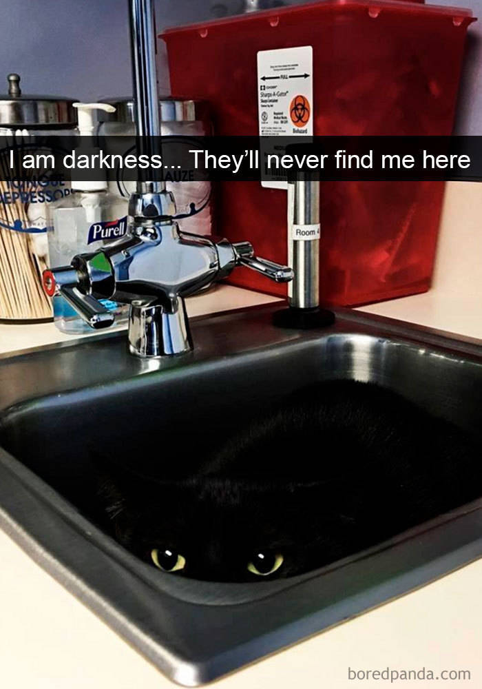 Amusing Cat Snapchats That Will Leave You With The Biggest Smile