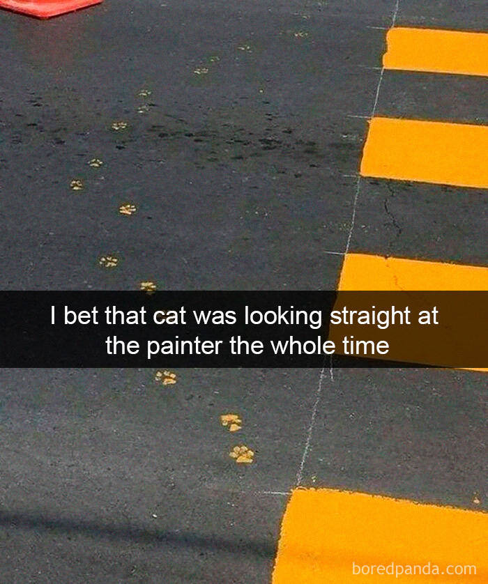 Amusing Cat Snapchats That Will Leave You With The Biggest Smile