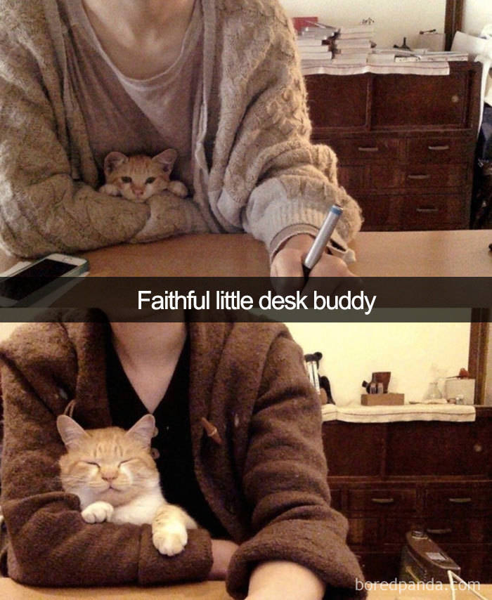 Amusing Cat Snapchats That Will Leave You With The Biggest Smile