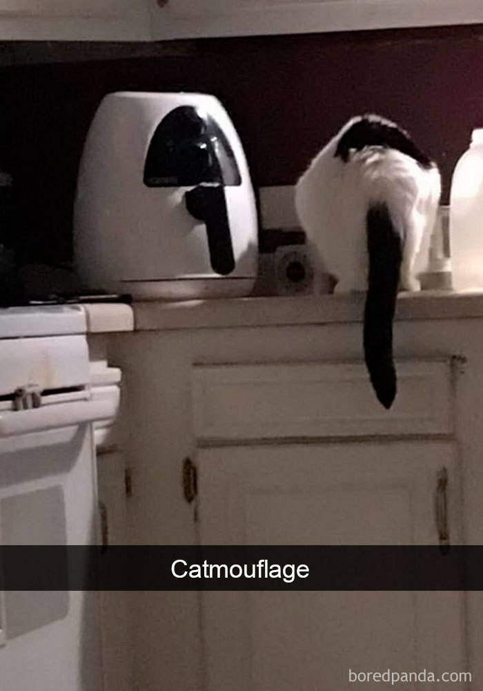 Amusing Cat Snapchats That Will Leave You With The Biggest Smile