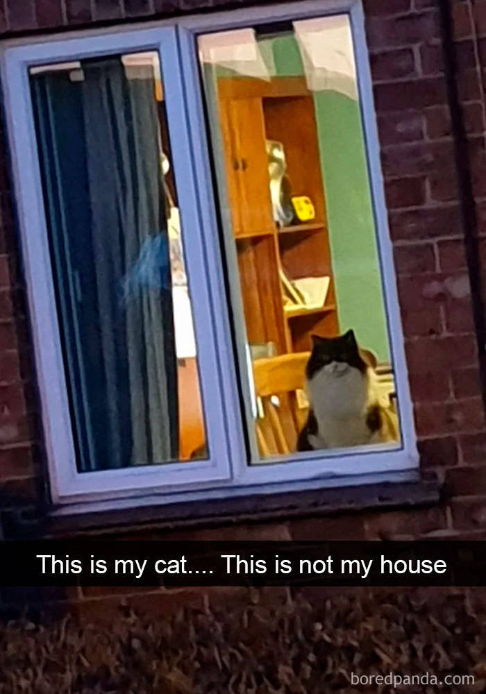 Amusing Cat Snapchats That Will Leave You With The Biggest Smile