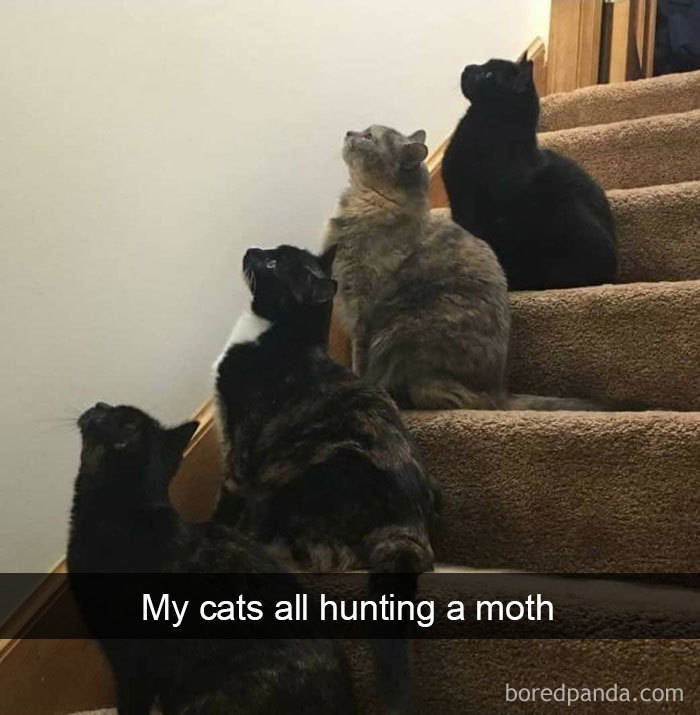 Amusing Cat Snapchats That Will Leave You With The Biggest Smile