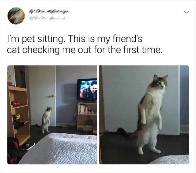 Cats Are The Masters Of Comedy
