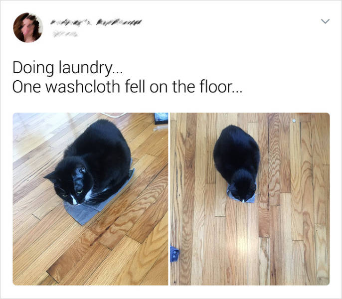 Cats Are The Masters Of Comedy