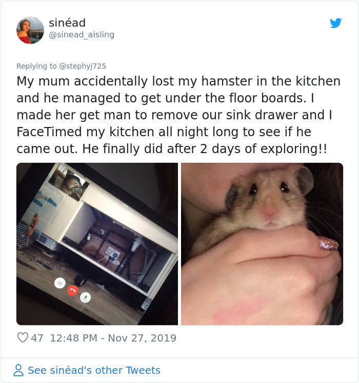 Dad Freaks Out After Losing His Daughter’s Hamster, Eventually Finds It