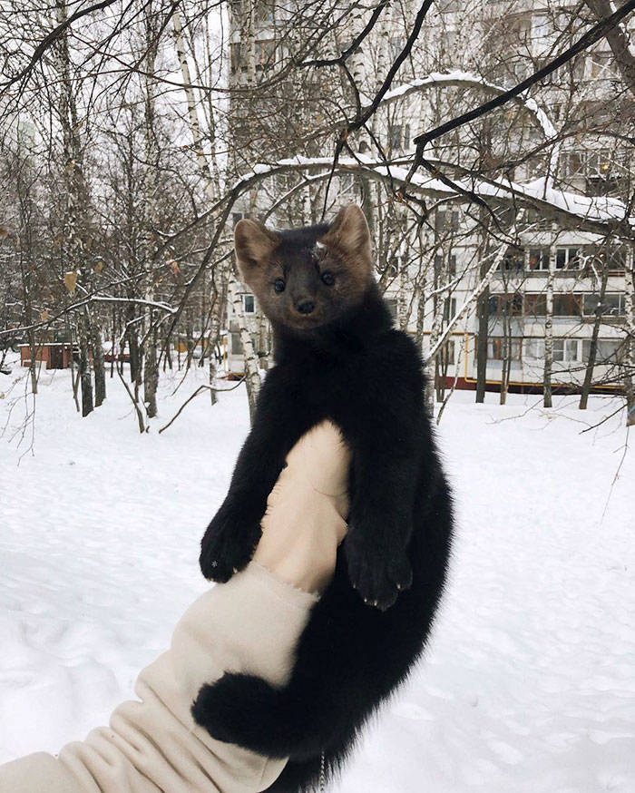 Russian Woman Saves A Sable Who Was About To Become Someone’s Coat, Decides To Keep It As Her Pet