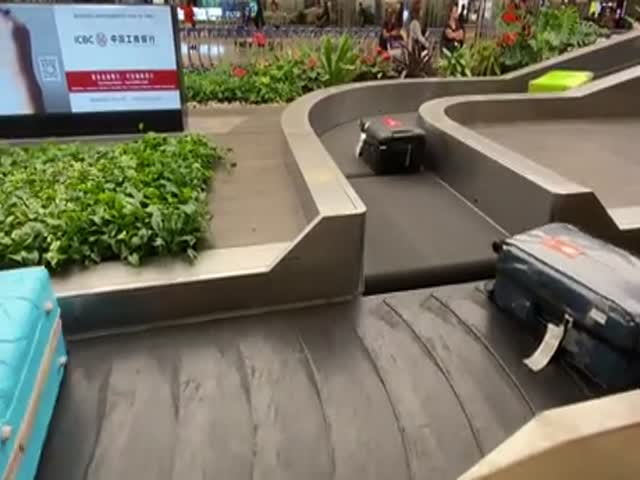 Baggage At Singapore’s Changi Airport Is More Organized Than People Are