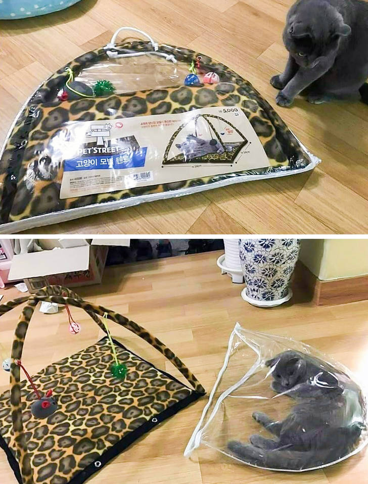Cats Don’t Care About Their “Roommates”