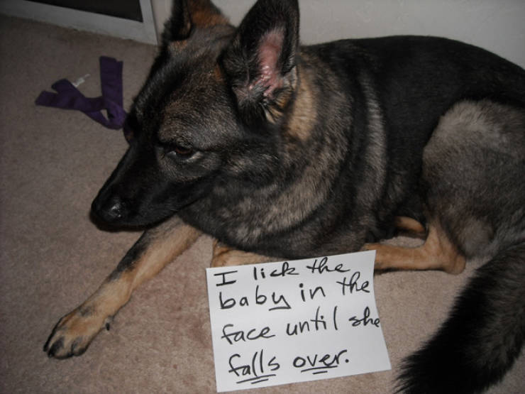 Dog Shaming Calendar Is What You Need To Get Ready For 2020
