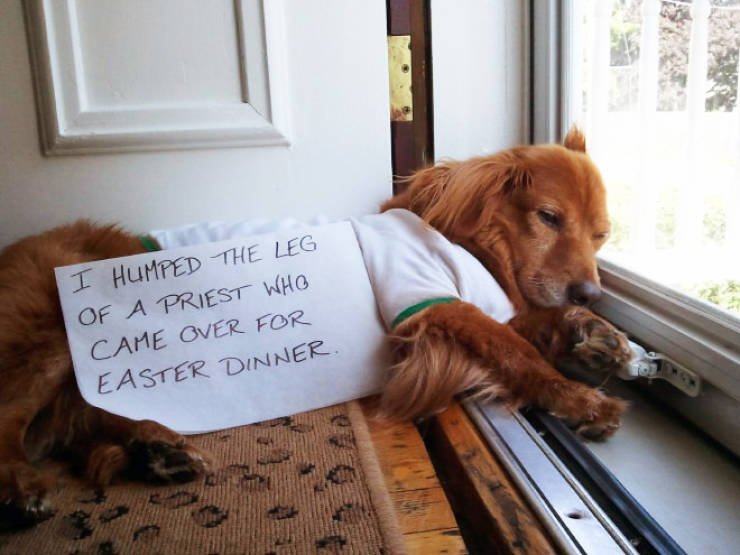 Dog Shaming Calendar Is What You Need To Get Ready For 2020