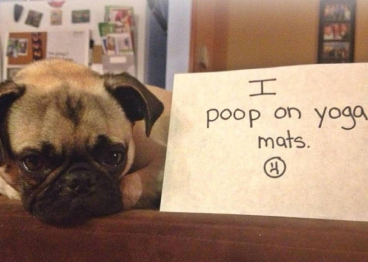 Dog Shaming Calendar Is What You Need To Get Ready For 2020