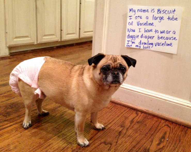 Dog Shaming Calendar Is What You Need To Get Ready For 2020