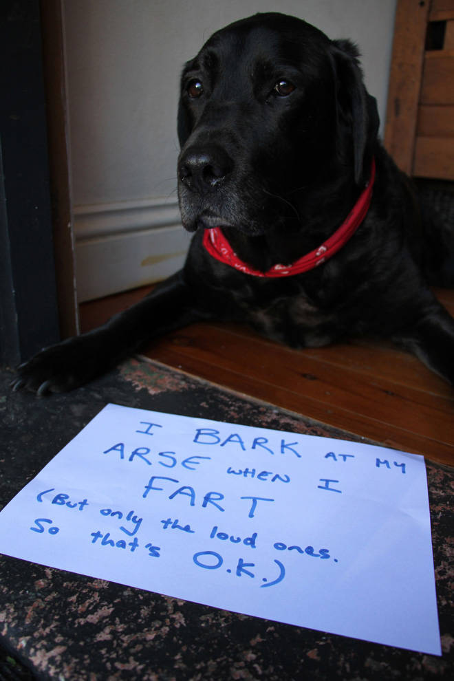 Dog Shaming Calendar Is What You Need To Get Ready For 2020