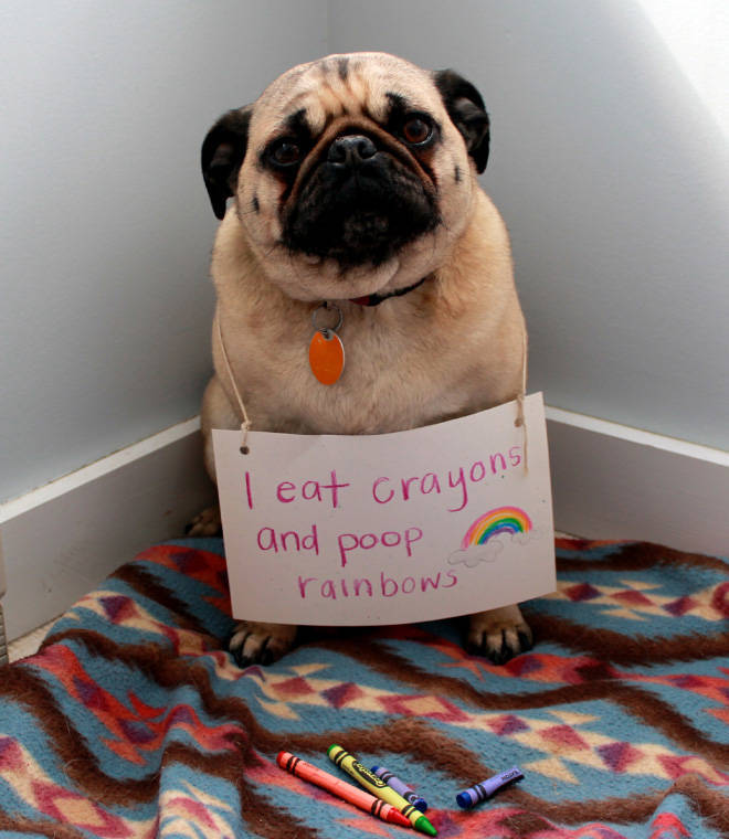 Dog Shaming Calendar Is What You Need To Get Ready For 2020