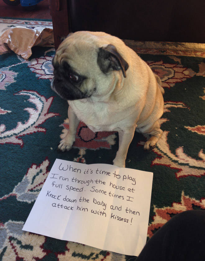 Dog Shaming Calendar Is What You Need To Get Ready For 2020