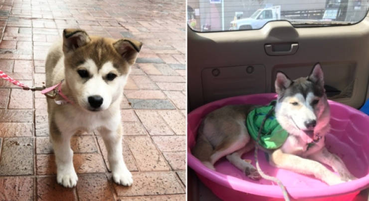 Dogs Are Adorable Both When They Are Young And When They Are Grown Up