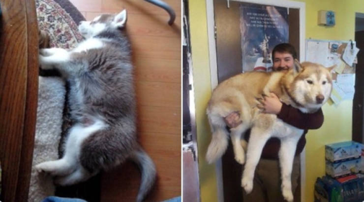 Dogs Are Adorable Both When They Are Young And When They Are Grown Up