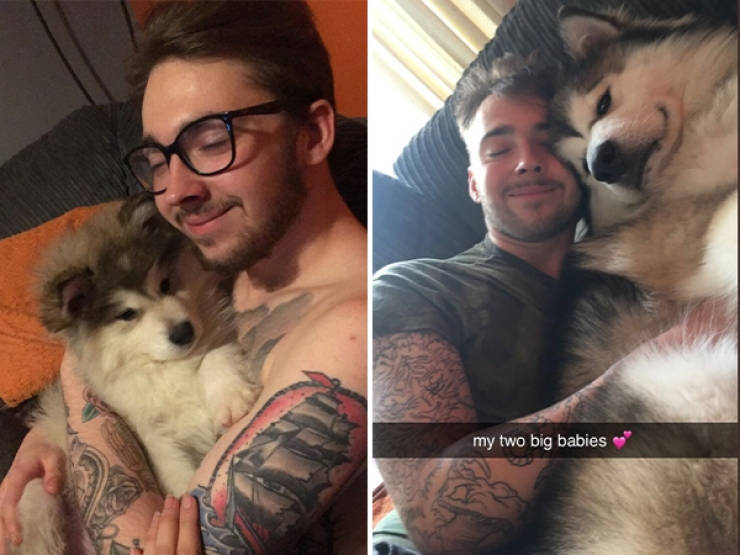 Dogs Are Adorable Both When They Are Young And When They Are Grown Up