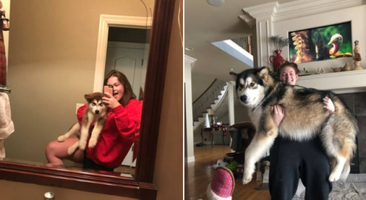 Dogs Are Adorable Both When They Are Young And When They Are Grown Up