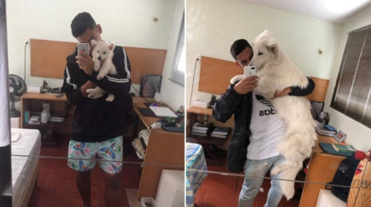 Dogs Are Adorable Both When They Are Young And When They Are Grown Up