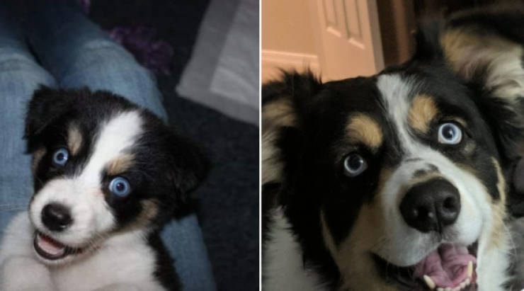 Dogs Are Adorable Both When They Are Young And When They Are Grown Up