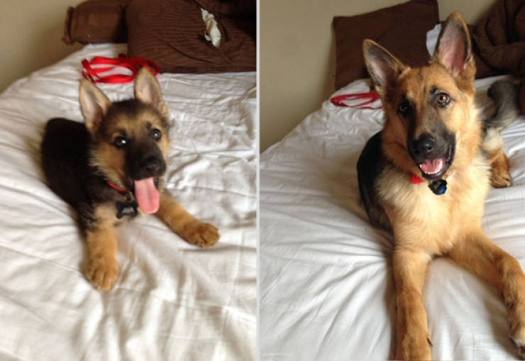 Dogs Are Adorable Both When They Are Young And When They Are Grown Up