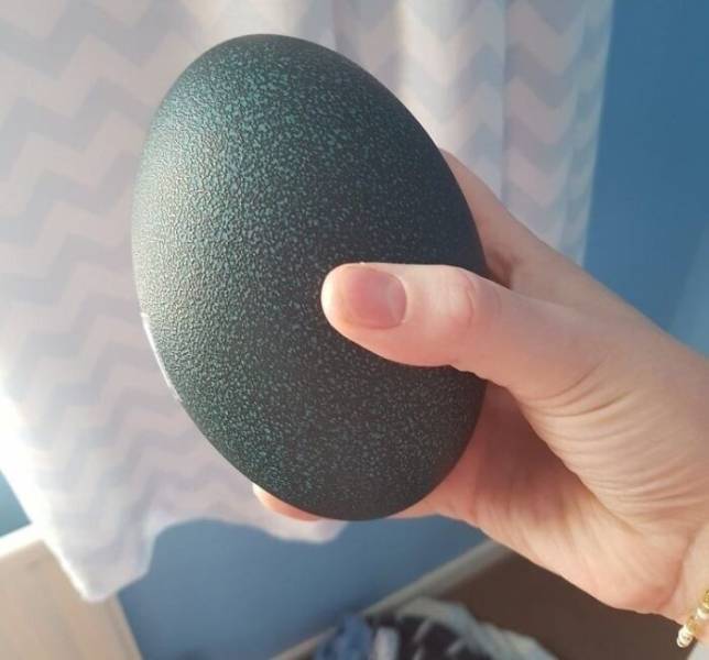 Girl Buys A “Dragon Egg”, Puts It In An Incubator