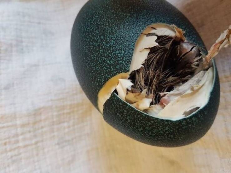 Girl Buys A “Dragon Egg”, Puts It In An Incubator