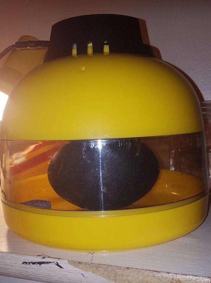 Girl Buys A “Dragon Egg”, Puts It In An Incubator