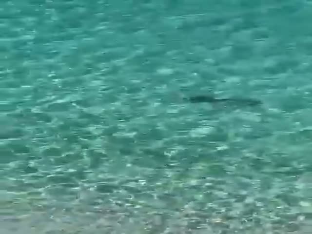 Oh, That? That’s Just A Shark…